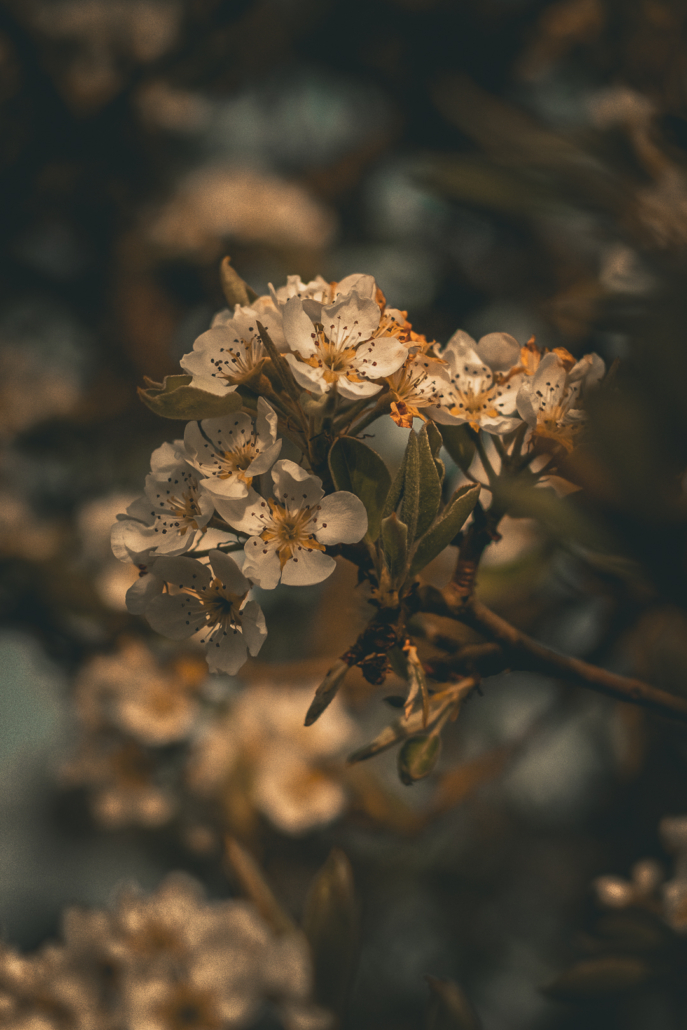 DSCF2953